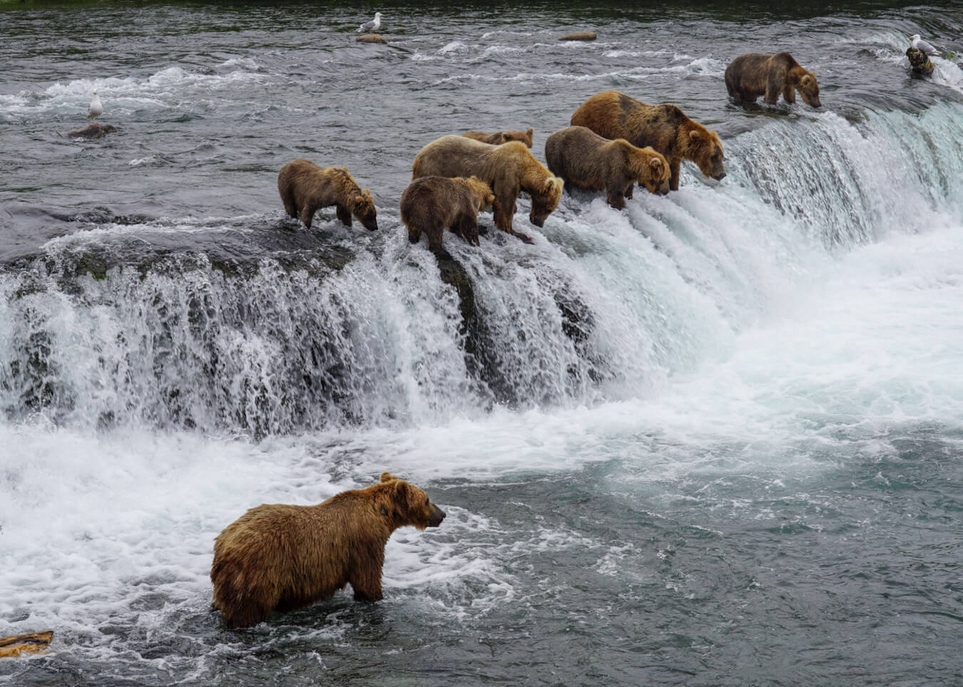 Brooks Falls Bears